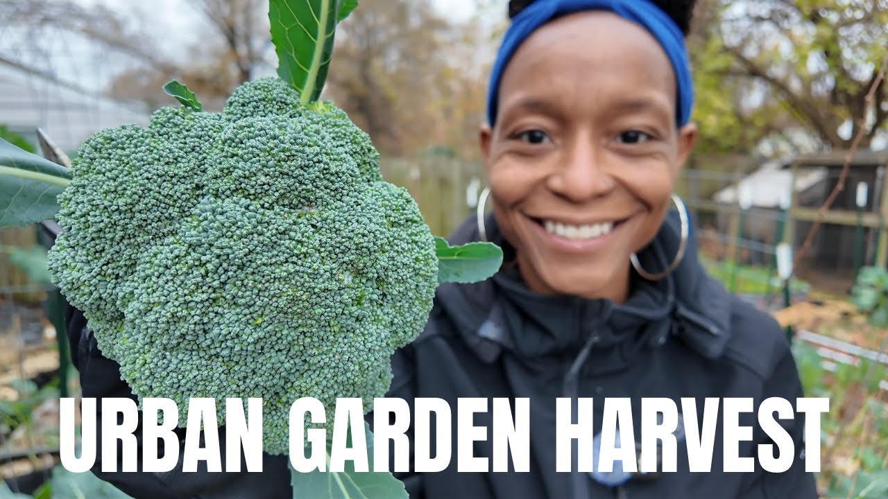 YouTube post by @YellowDoorUrbanHomestead for ororo Heated Apparel. Caption reads: Urban Backyard Garden Harvest | Broccoli + Kale +....