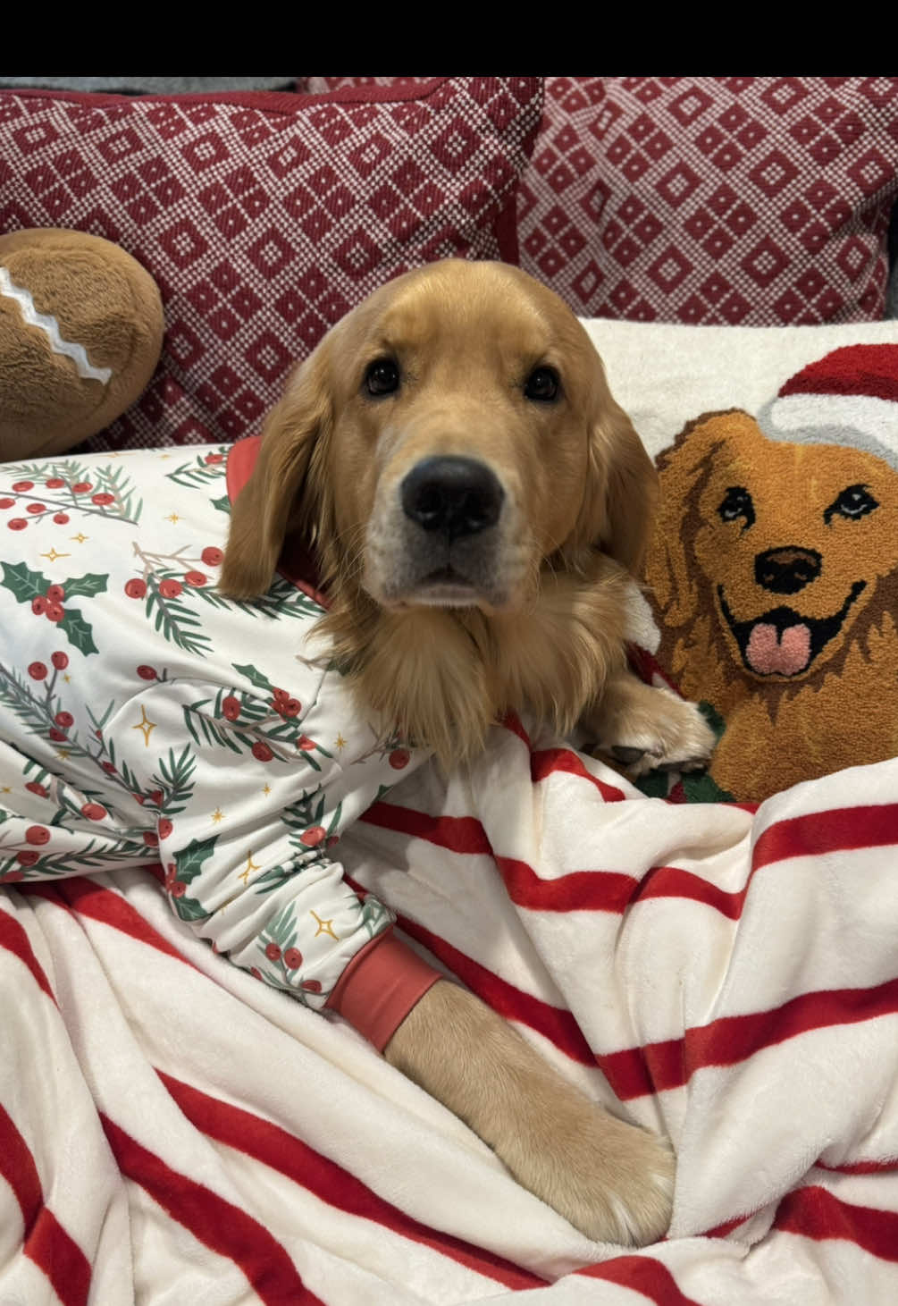 TikTok post by @topgunnyy for Spark Paws. Caption reads: [...] is officially in session🎄🎅🏻 Pjs: @SPARK....