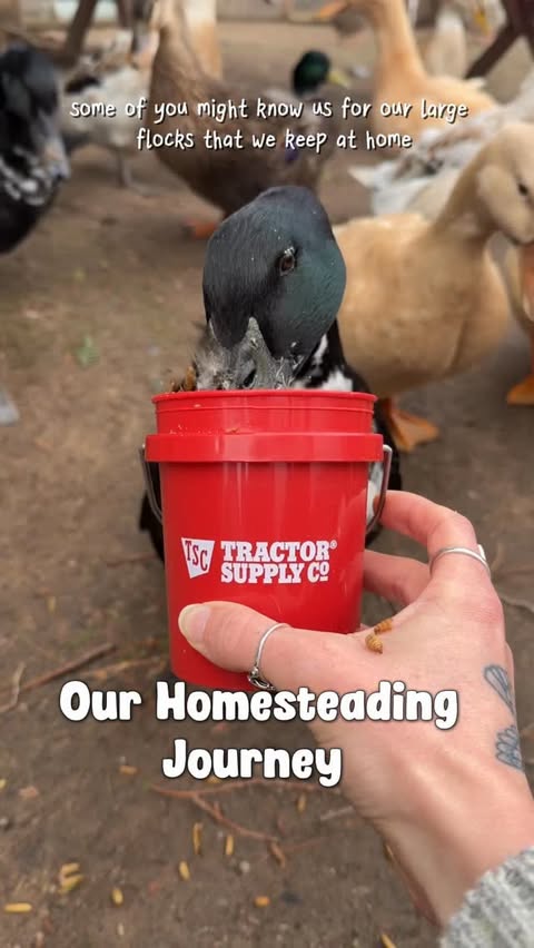 Instagram post by @cheez_and_quacker for Tractor Supply. Caption reads: [...] right down the road at our local....