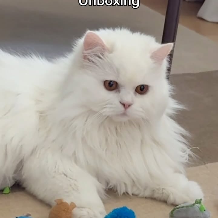 Instagram post by @cleothecitykitty for Petsafe. Caption reads: Cleo’s face at the end 😅😂 all of these items are....