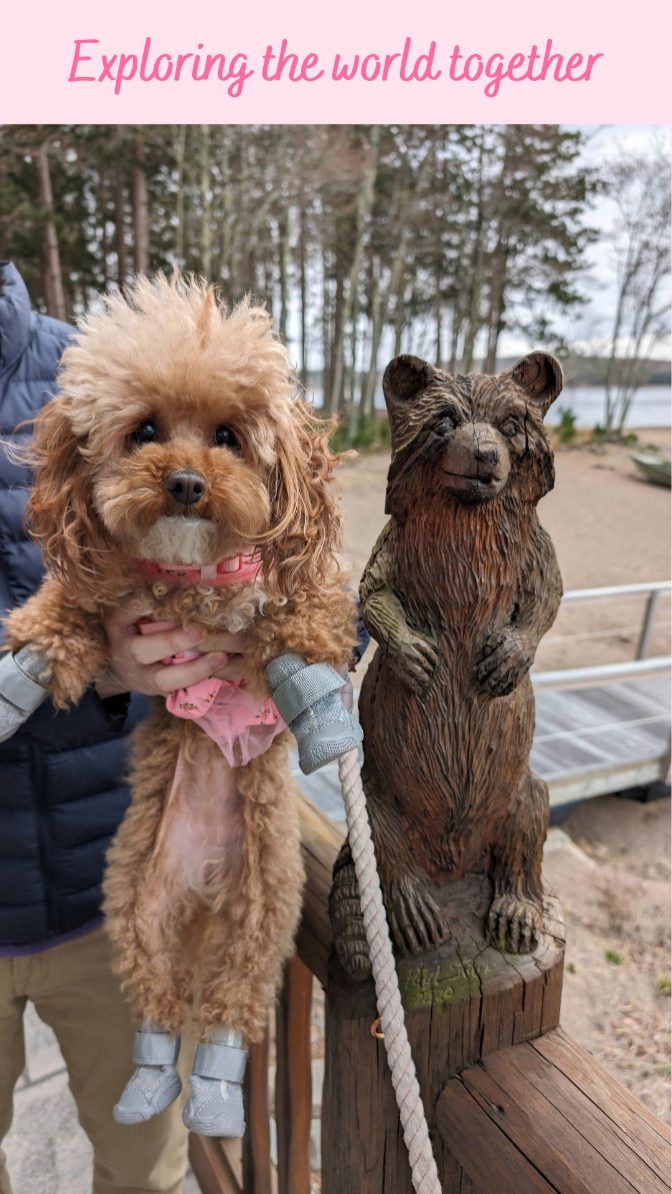 Instagram post by @chiffonthemaltipoo for RIFRUF. Caption reads: [...] lodge in the Catskills 🥰🐩 Dog shoes:....