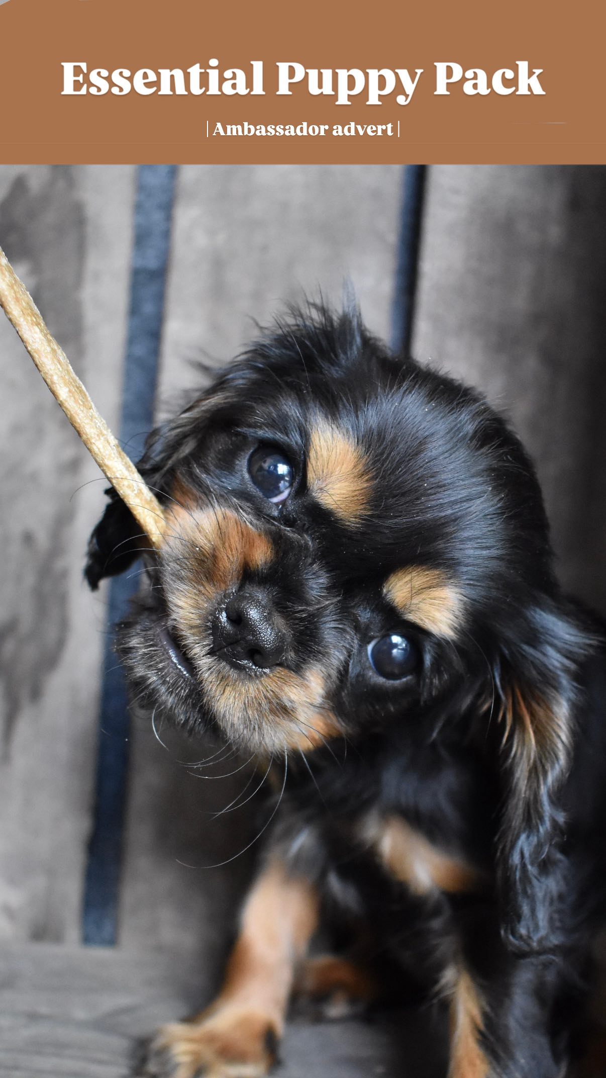 Instagram post by @cutecosmo_thecavalier for ESSENTIAL FOODS. Caption reads: Raised with @essentialfoodsofficial treats! |....