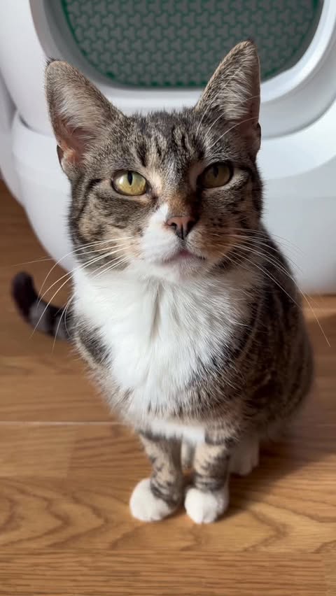 Instagram post by @tabbycatmittens for Petkit. Caption reads: The munchkin family have been using the PETKIT....