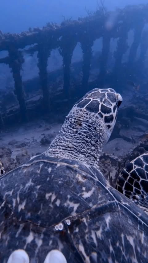 Instagram post by @austinbvi for 1st Phorm. Caption reads: Friendly hawksbill on the Rhone #iam1stphorm.