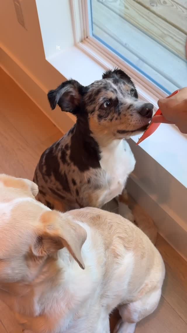 Instagram post by @catherine.lockhart for Ollie. Caption reads: Your dogs deserve this nontoxic swap! Most....