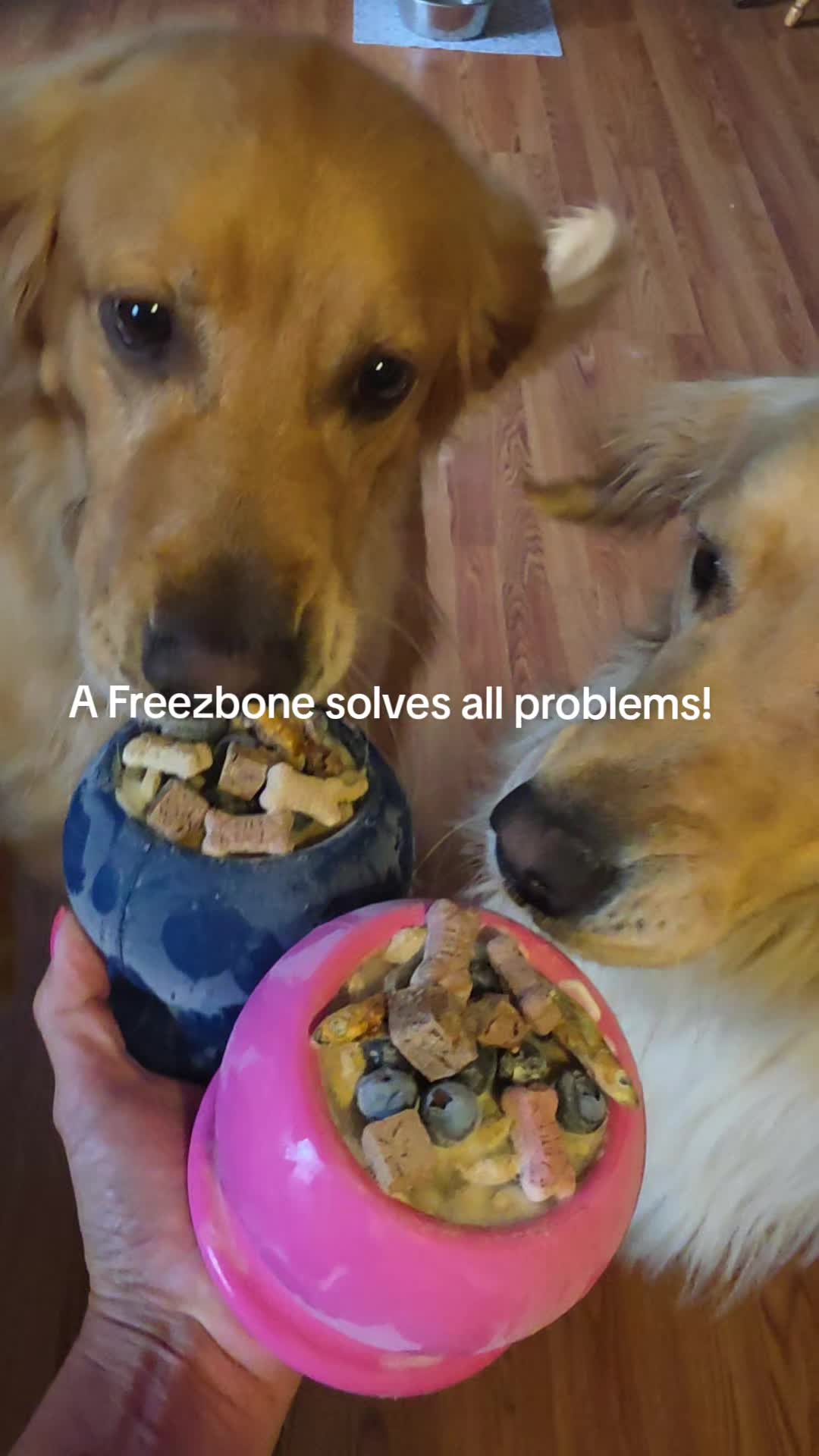 TikTok post by @goldenlifebentley_bailey for Freezbone. Caption reads: Problem solved with @Freezbone. #dogsoftiktok....