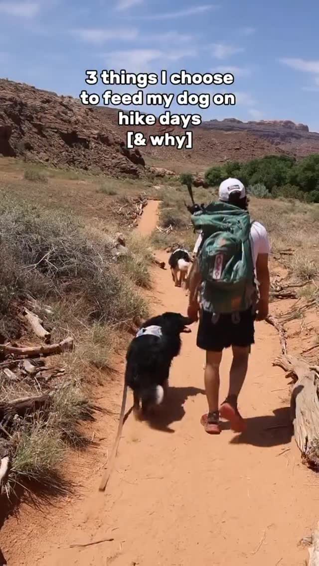 Instagram post by @curedbydogs for NutriSource Pet Foods. Caption reads: Exercise is important for our dogs, but a....