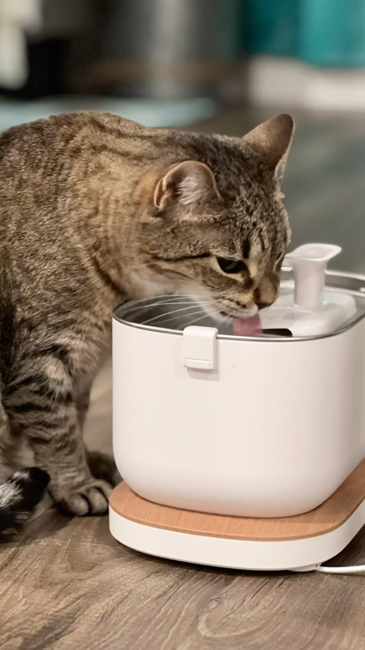 Instagram post by @greeneclecticmama for Petlibro. Caption reads: #ad  I often wonder if Baci drinks enough water.....