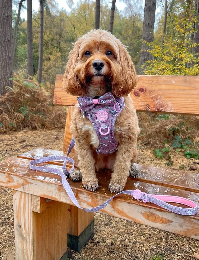 Instagram post by @doodling_with_mabel for Bailey and Coco. Caption reads: We took a walk in the forest and came out feeling....