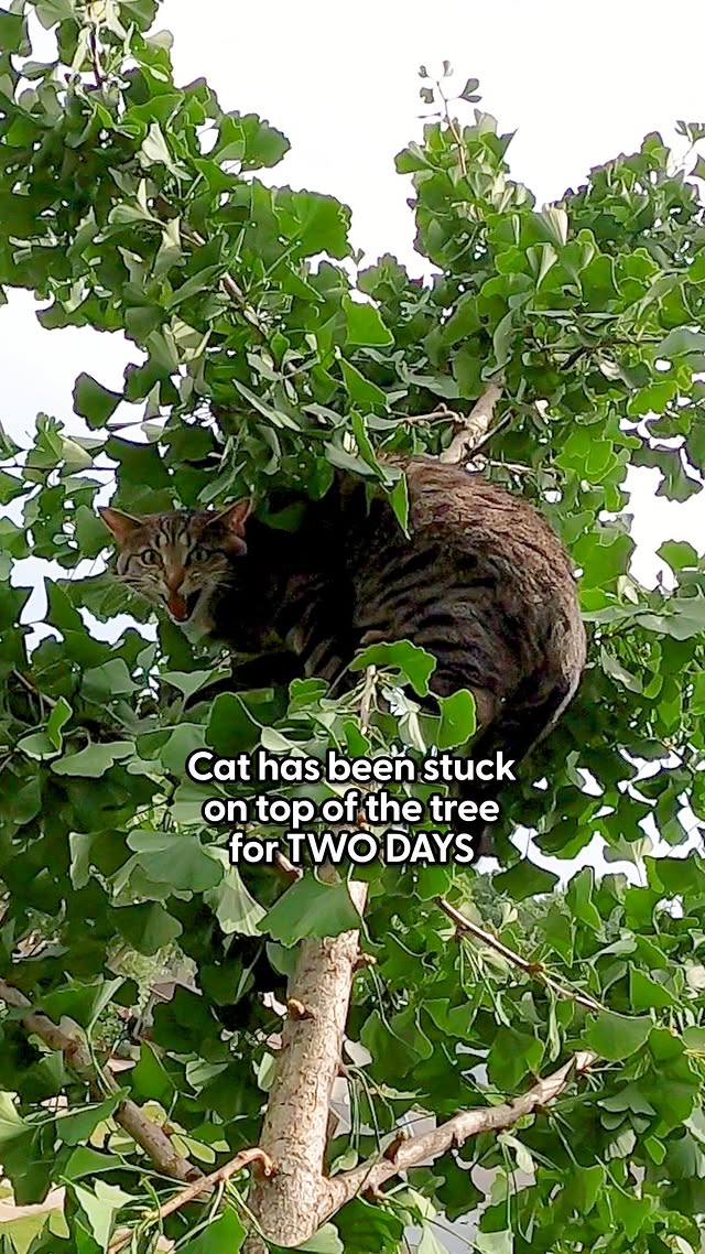 Instagram post by @duane.hook for The Dodo. Caption reads: She was clinging to a shaky branch when help....