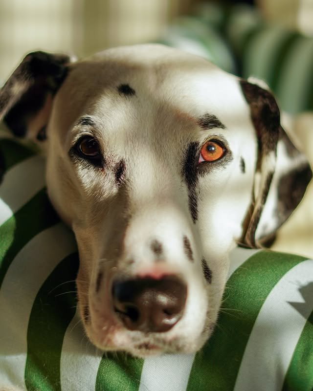 Instagram post by @smudgeandpeanut for Scruffs. Caption reads: [...] dog bed by @petslovescruffs I can just....
