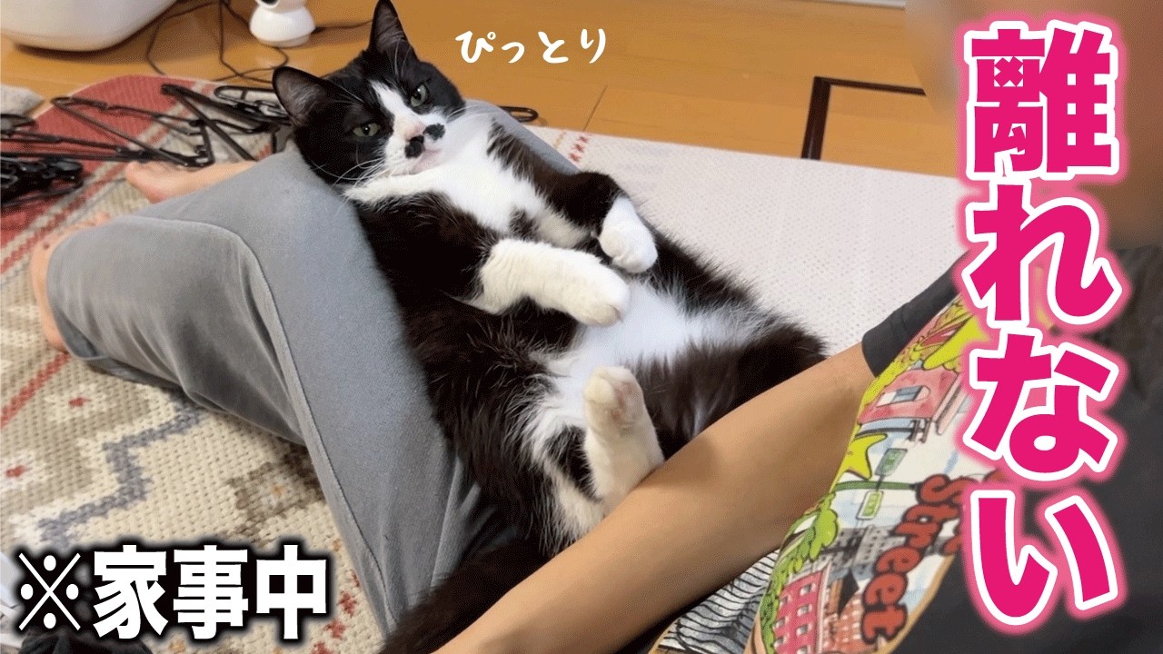 YouTube post by @U-KO-MA_channel for PetSnowy. Caption reads: ご覧いただきありがとうございます！ ▼公式オンラインストアでのご購入はこちら....