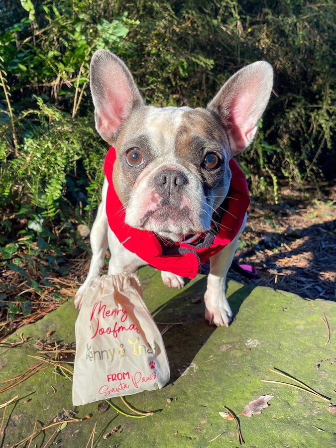 Instagram post by @prettypennyandindy for Fur the Love of Toys. Caption reads: Making it back to the gram in a Merry Monday mood....