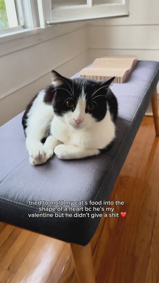 Instagram post by @itsmeljayne for Fancy Feast. Caption reads: my valentine hiss and then kiss 💕 #valentinesday....