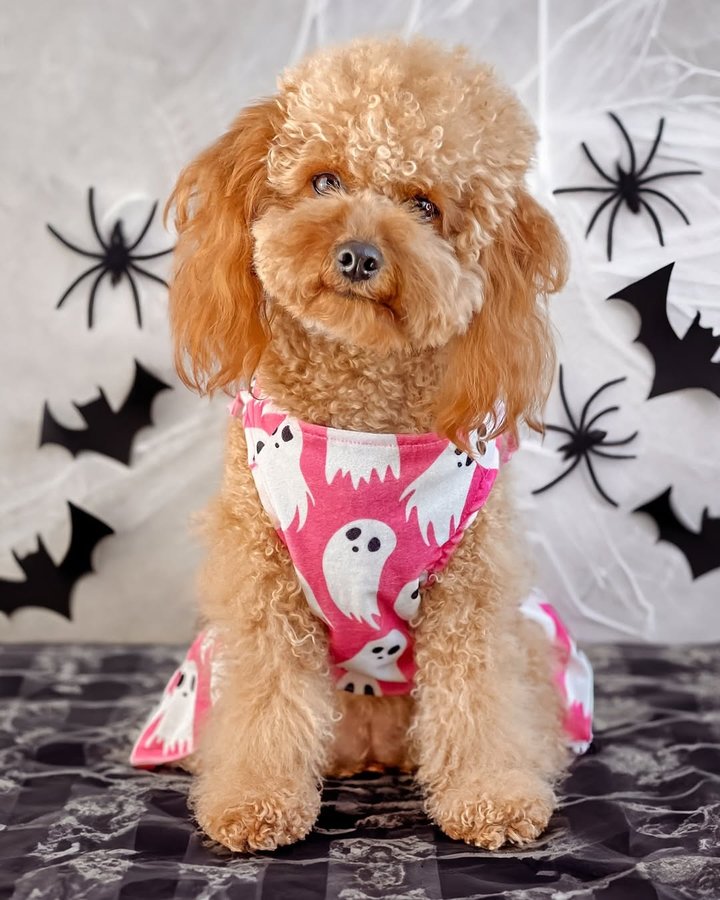 Instagram post by @deo_piper_cavoodles for Fitwarm. Caption reads: Spooky but still pretty in my ghost Halloween....
