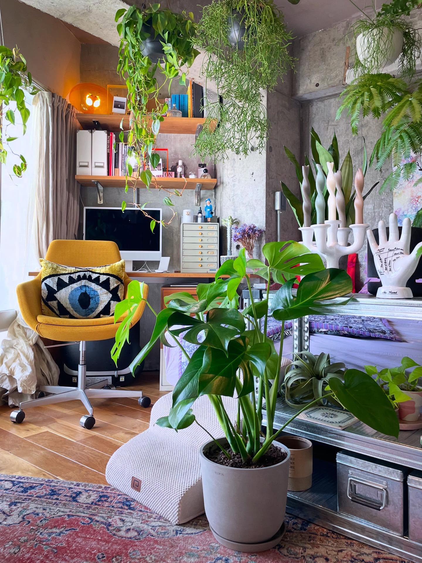 Instagram post by @vintagemansion_renovation for AND PLANTS. Caption reads: ◼︎艶々モンステラ◼︎
いつもホームセンターやお買い得植物しかお迎えしたことない我が家でしたが笑

....