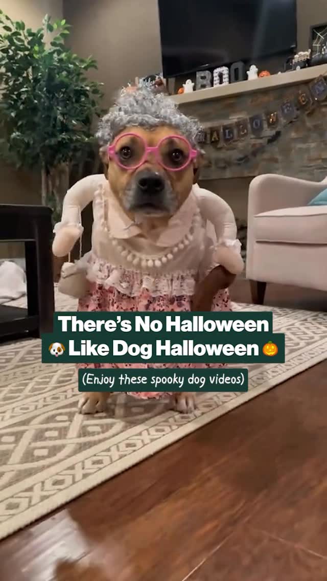 Instagram post by @lifeofcaymus for The Farmer's Dog. Caption reads: Halloween is tomorrow. To get into the spooky and....