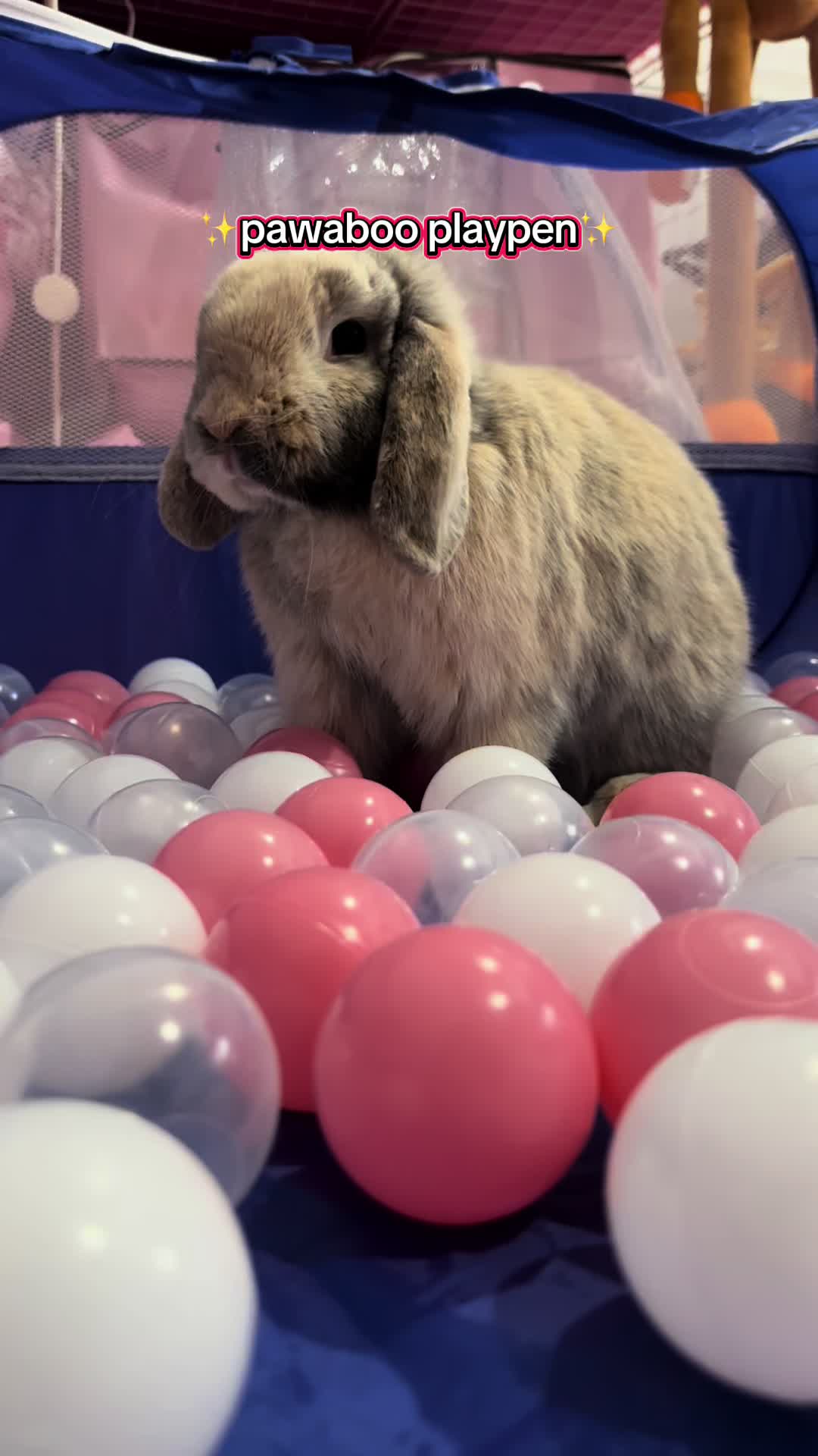 TikTok post by @pigletpatrol for Pawaboo. Caption reads: we love #pawaboopartner @pawabooofficial....