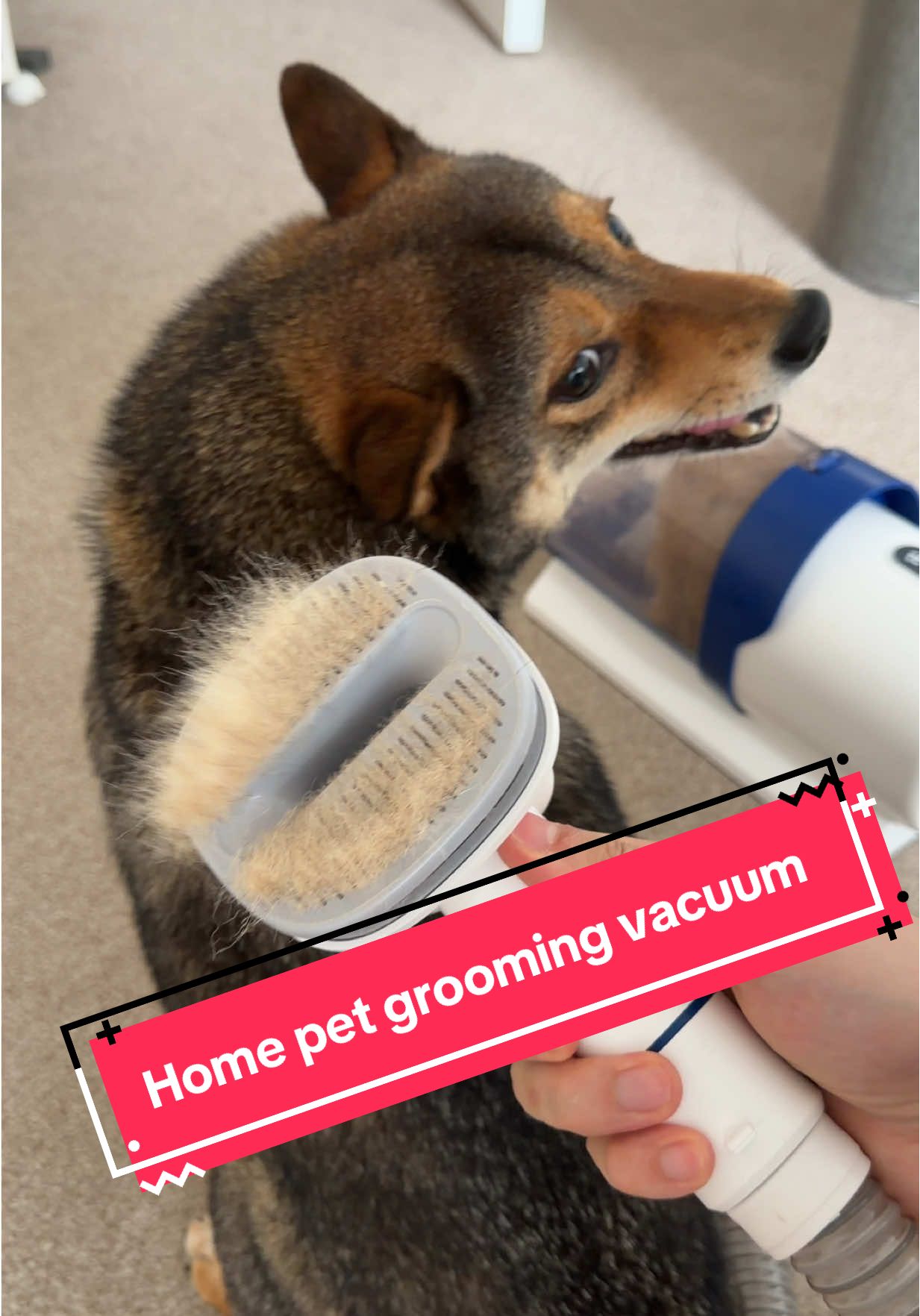 TikTok post by @umithediva for Geoorood. Caption reads: Grooming at home with this @GEOOROOD UK SHOP pet....