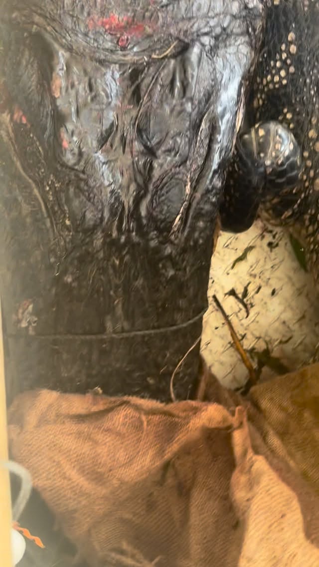 Instagram post by @swamppeople_ronnie for HISTORY. Caption reads: All New Swamp People tonight!!! Only on History....