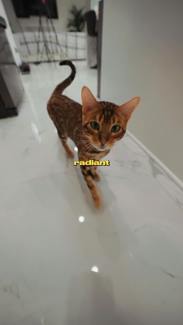 Instagram post by @tussalty for Purina One. Caption reads: [...] before getting a cat + his current....