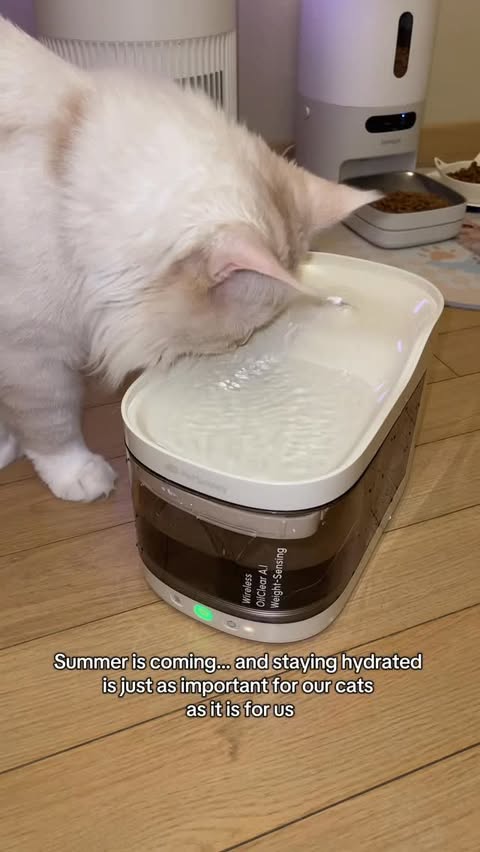 Instagram post by @yukithemainecoonthefirst_ for PetSnowy. Caption reads: [...] 💦 Yuki has been loving his....