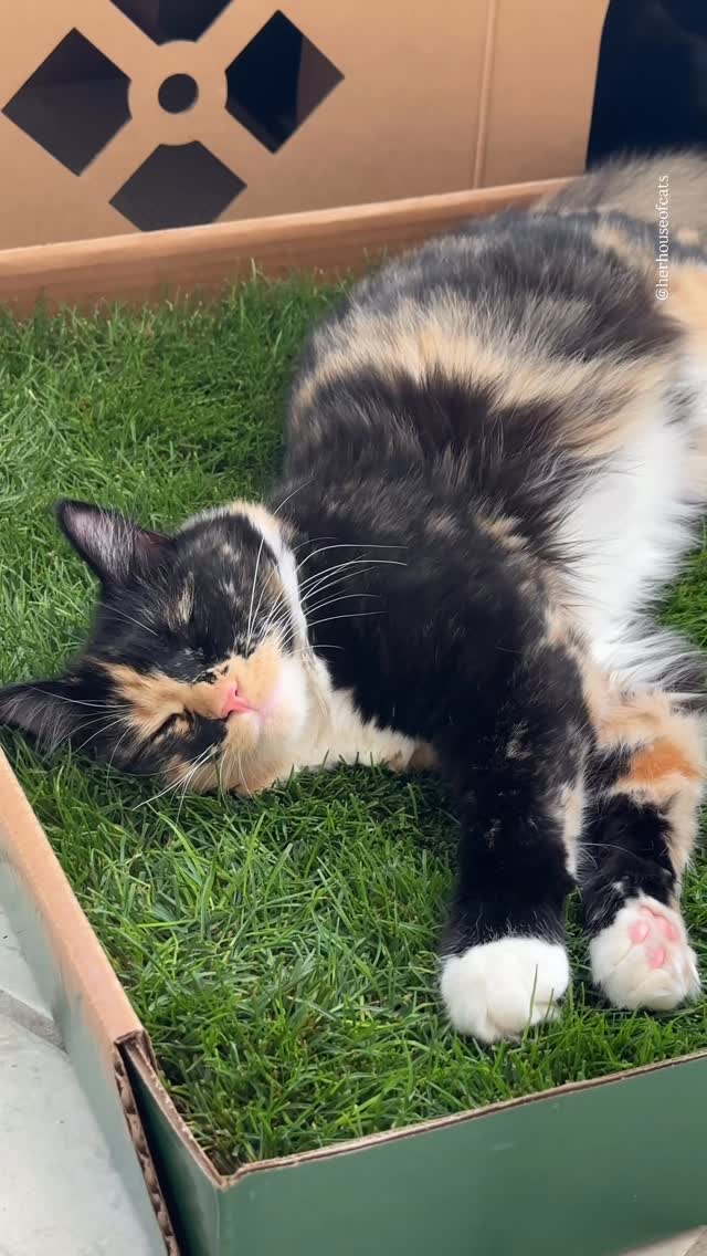 Instagram post by @herhouseofcats for freshpatch. Caption reads: [...] the cat’s new obsession!....