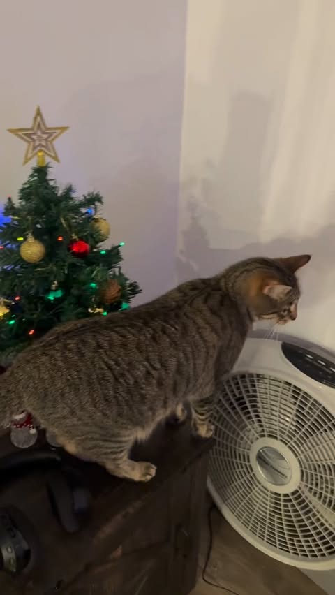 Instagram post by @mase.place for Belffin. Caption reads: Love my @belffin__official sofa! 💙....