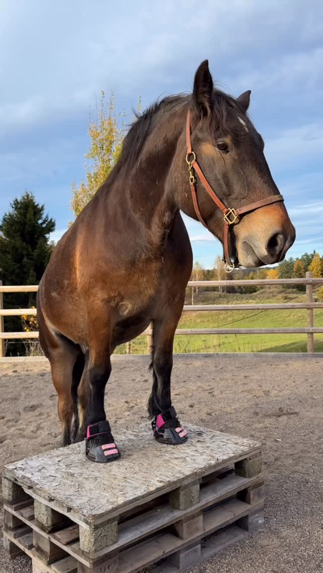 Instagram post by @emma.wold for Scoot Boots. Caption reads: [...] goat 🙉

New fun pop of colour from....