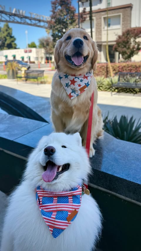Instagram post by @bhootu_the_samoyed for Petcube. Caption reads: [...] thing… this one’s for you 🥹🐾 The Petcube....