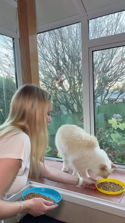 Instagram post by @rachael_h99 for Hill's Pet Nutrition. Caption reads: Pet parent guilt is real 🥺🐈 Luckily, what’s in....