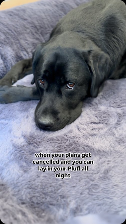 Instagram post by @remi_and_walter for Plufl. Caption reads: The best feeling 🙌

#blacklab #labrador....