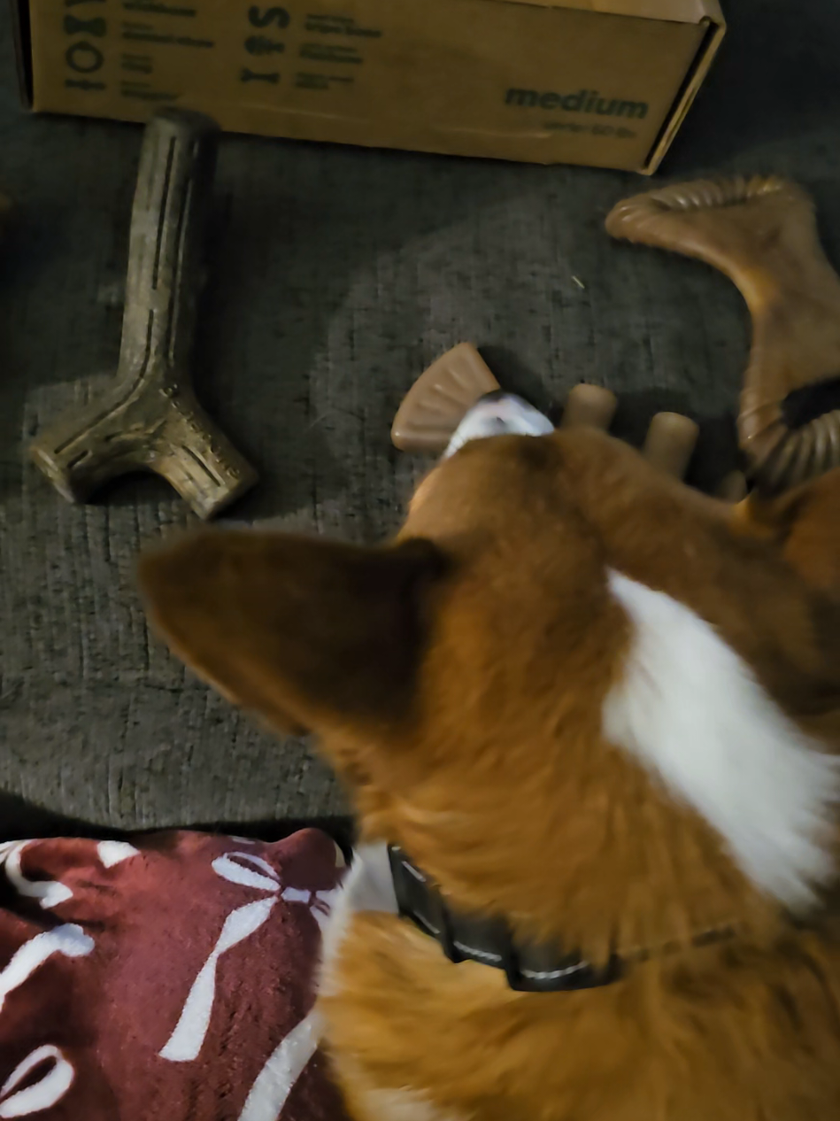 TikTok post by @barbercorgis for Benebone. Caption reads: we are obsessed with @Benebone over here!! grab a....