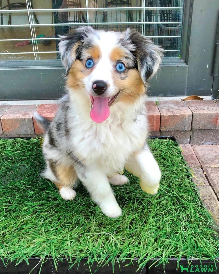 Instagram post by @aussiepuppyfinley for Doggielawn. Caption reads: I love my #DoggieLawn! It’s perfect for rainy days....