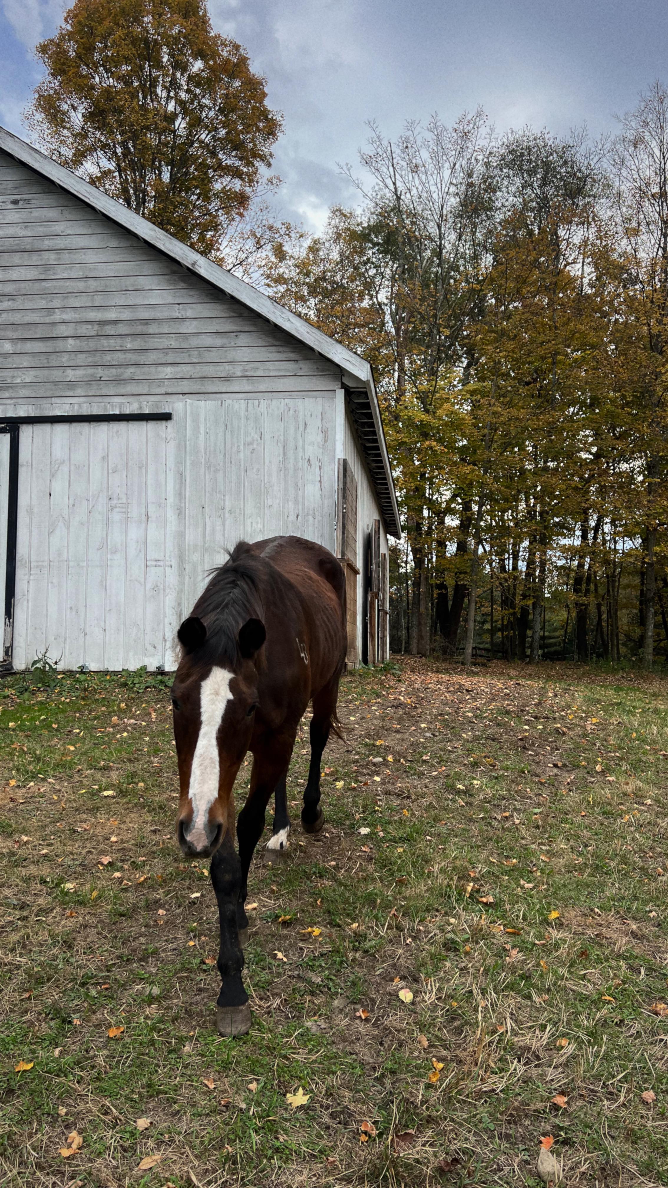 Instagram post by @makaylavariano for Halfdays. Caption reads: fall mornings in @halfdays 🤎 cozy all season....