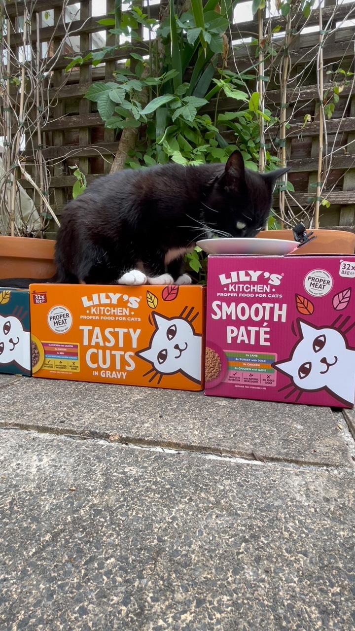 Instagram post by @figgypuddin_ for Lily’s Kitchen. Caption reads: Talk about spoilt for choice 🍴 Figgy’s favourite....