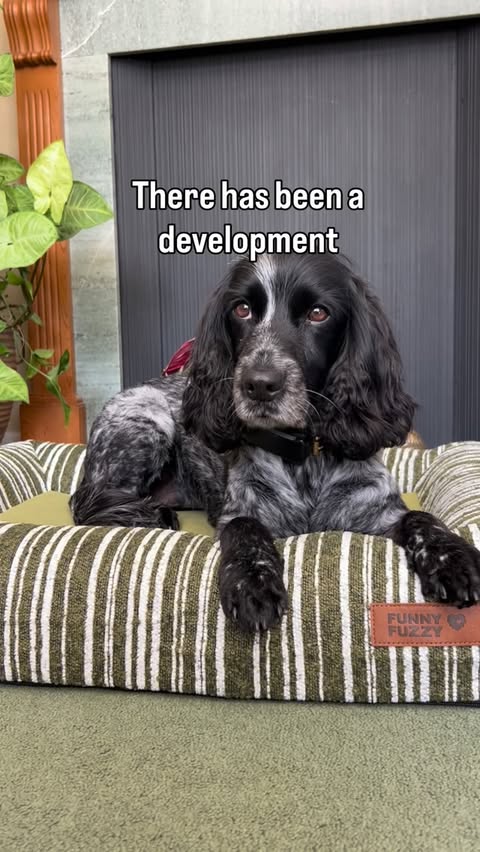 Instagram post by @dollythehearingdog for FunnyFuzzy. Caption reads: [...] by invitation only? 👀🐾 Thank you to....