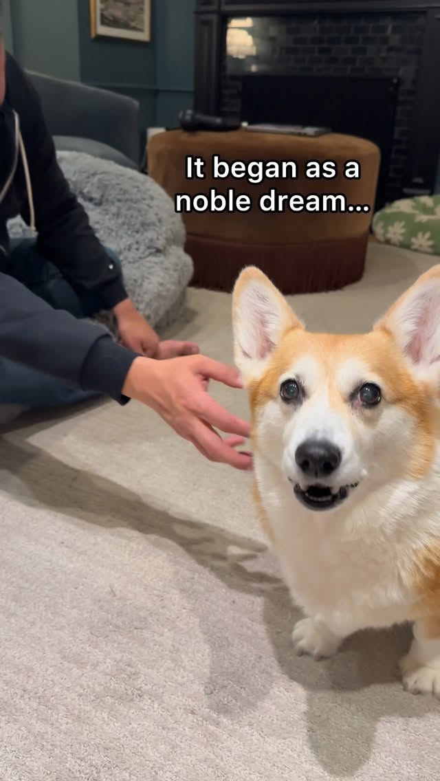 Instagram post by @mapleandmortycorgi for Lesure Pet. Caption reads: Introducing the @lesurepet 3-in-1 Foldable Human....