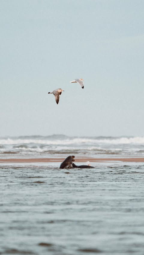 Instagram post by @theworldwithsarah for Peak Design. Caption reads: Testing out the new Form Rope from @peakdesign....