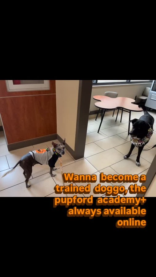 Instagram post by @zeusxolo for Pupford. Caption reads: [...] the corner and routines settling in,....