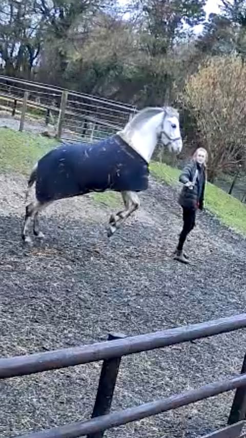 Instagram post by @ells.sj for Reolink. Caption reads: [...] bring him back into work… we just had....