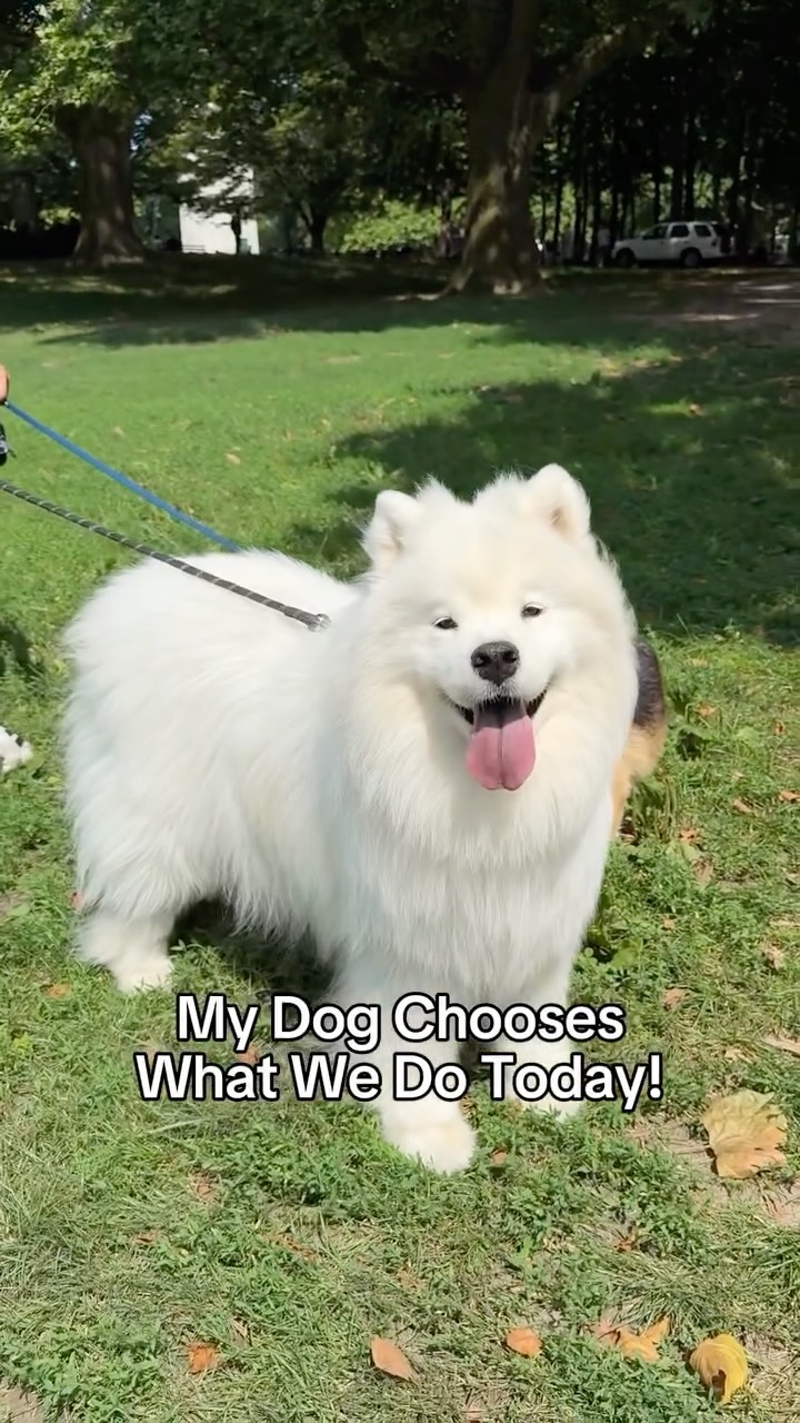 Instagram post by @biffthesamoyed for Earthborn Holistic Pet Food. Caption reads: Ending summer on a high note… with treats,....