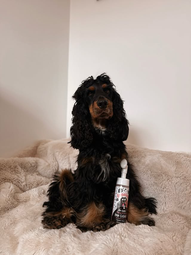 Instagram post by @milo.murphy.an.me for Bugalugs Pet Care. Caption reads: [...] traditional washing. TRYBUGA10 🏷️....