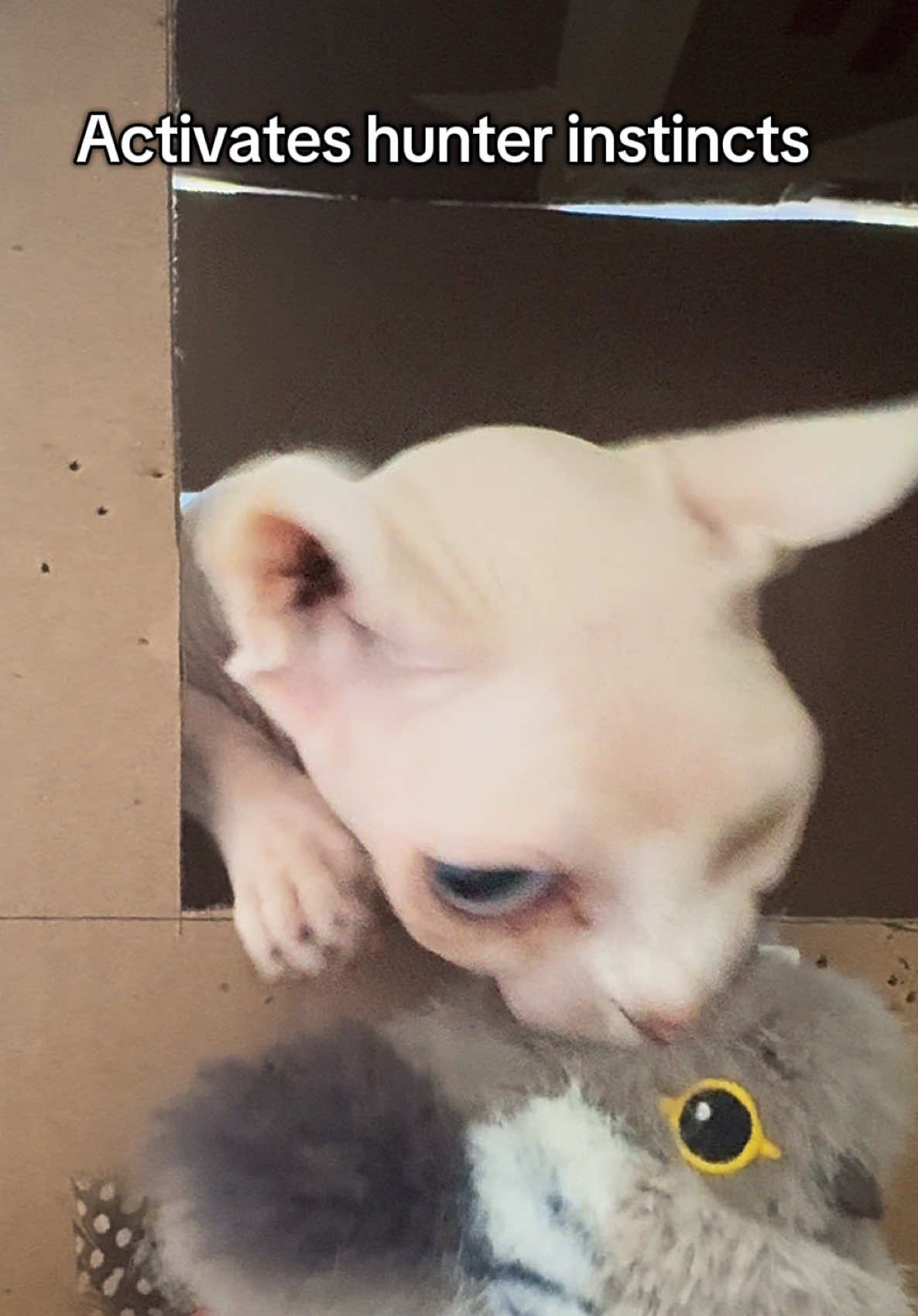TikTok post by @lilpicklesjar for Potaroma. Caption reads: [...] new Chubby Bird toy. Pickles Approved!....