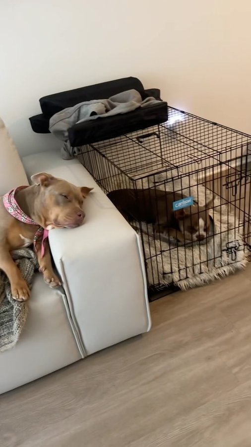 Instagram post by an influencer for Carlson Pet Products. Caption reads: [...] We love this crate from @carlsonpetproducts....