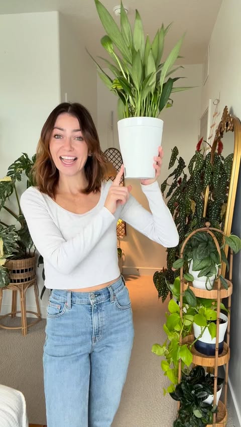 Instagram post by @mariahgrows for Costa Farms. Caption reads: [...] new Twist, Lift & Water planters from....