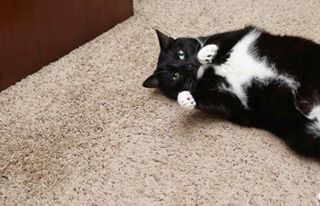 Instagram post by @_porkchopthecat_ for VetriScience. Caption reads: Beans is scared of her own shadow, so naturally,....