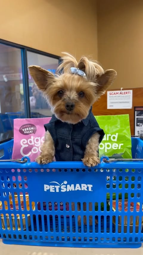 Instagram post by @nycyorkiegirls for PetSmart. Caption reads: Is your dog a picky eater too? #ad....