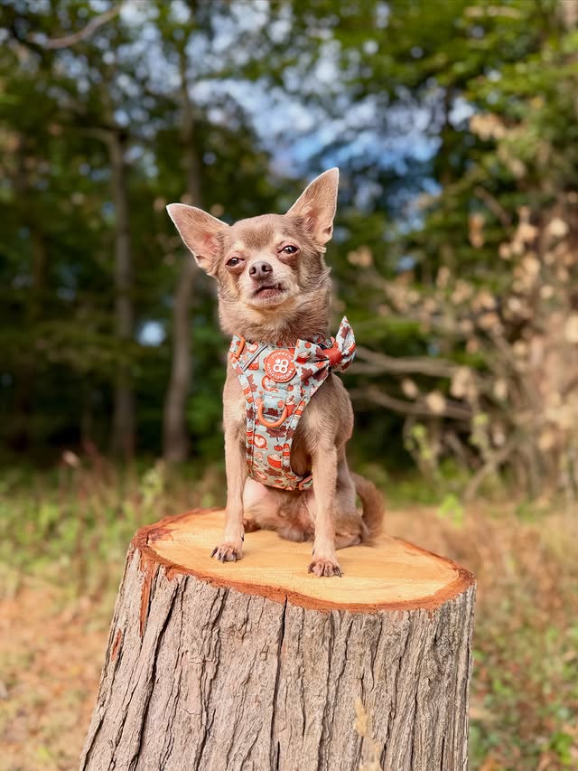 Instagram post by @thechihuahua_squad for Pawsome Paws Boutique. Caption reads: [...] Cutie🎃🍂🧡 ✨ITS LAUNCH DAY✨....