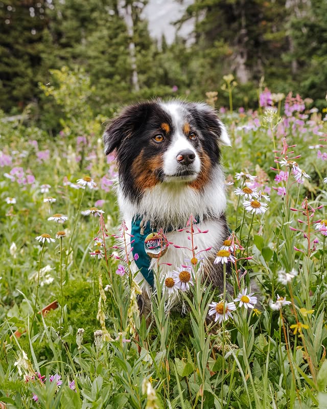Instagram post by @apollothelilaussie for Strange Tails. Caption reads: [...] with such a pretty mix! Leash....